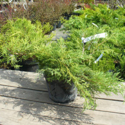 Можжевельник пфитзериана Пфитзериана Ауреа (50/70, с10)