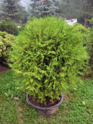 Туя западная Глобоза (35/45, с4)