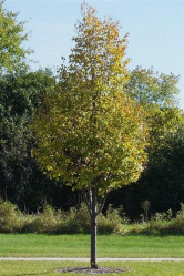 Липа мелколистная Гринспайер (300/450, 16-18, с46)