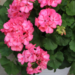 Пеларгония зональная Big EEZE Foxy Flamingo (красн.) (P12)