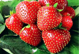 Земляника садовая Кимберли (Р9) (сверхран.крупн. карамельный вкус) П.