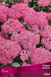 Седум видный Карл (1шт./уп.) (Солн.сад)