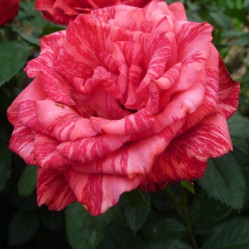 Роза ч/г Ред Интуишн (роз. с красн) Поиск