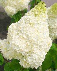 Гортензия метельчатая Диамантино (с7,5) П.