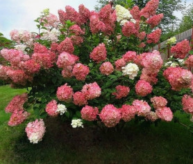 Гортензия метельчатая Сандей Фрайз (50/60, с15)