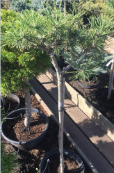 Сосна горная Мопс (Pa 80/100, с10)