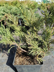 Можжевельник казацкий Тамарисцифолия (20/30, c3)