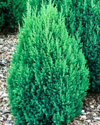 Можжевельник китайский Стрикта (40/60, c4)