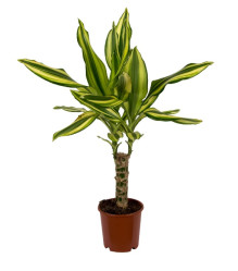 Драцена Еллоу Кост 1ствол 50/20