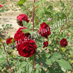 Роза канадская парковая Аделаида Худлес (пурпурн.) Поиск