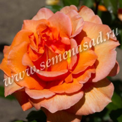 Роза ч/г Дорис Тистерман (оранж.) Поиск