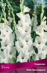 Гладиолус Вайт Просперити (бел. гофриров.) 10/12 (10шт./уп.) (Солн.сад)