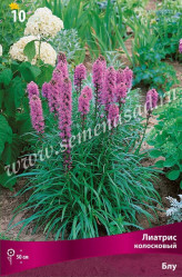 Лиатрис колосковый Блу (10шт./уп.) (Солн.сад)