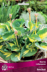 Хоста гибр. Бич Бой (1шт./уп.) (Солн.сад)