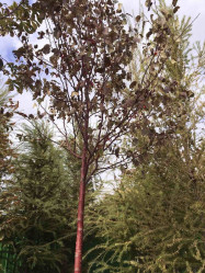 Яблоня декоративная Роялти (350/400, 20-22, WRB) ЦС