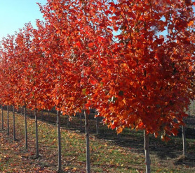 Клен красный Ред Сансет (400/+, 14-16, Т60) ЦС