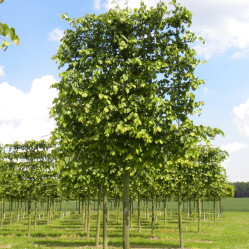 Липа европейская Палида (250/300, 10-12, с40/Т60) ЦС/18