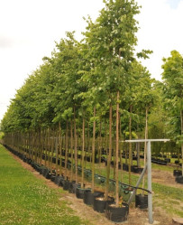 Липа мелколистная Гринспайер (300/350, 12-14, Т78) ЦС