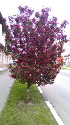 Яблоня декоративная Роялти (200/250, 8-10, с20) ЦС/18