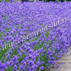 Лаванда узколистная Манстэд (голуб.,компактн.) (с2) П.