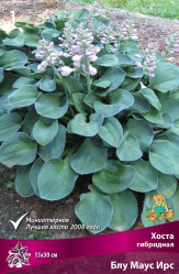 Хоста гибр. Блу Маус Ирс (1шт./уп.) (Солн.сад)