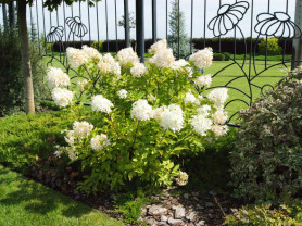 Гортензия метельчатая Фантом (100/125, WRB) (кфх)