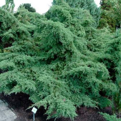 Можжевельник пфитзериана Пфитзериана Глаука (30/40, с3)