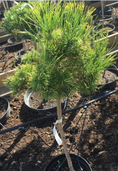 Сосна горная Винтер Голд (Pa 40/60, с7)