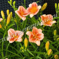 Лилейник гибр. Эверли Дейлили Сериз (V2л.) П.