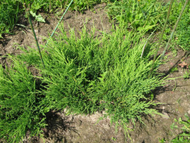 Можжевельник казацкий Мас (40/50, c5)