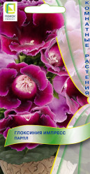 Глоксиния Импресс Парпл 5шт. (комн.раст.) (Поиск)