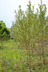 Ива белая (120/150, c7,5) ЦС