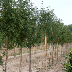 Рябина обыкновенная (150/180, с7,5) ЦС