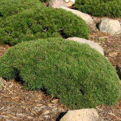 Сосна горная Пумилио (20/40, c5) ЦС