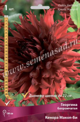 Георгина Кенора Макоп-Би бахром. (1шт./уп.) (Солн.сад)
