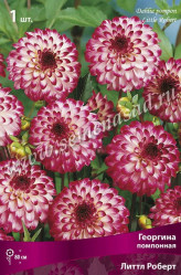 Георгина Литтл Роберт помпон. (1шт./уп.) (Солн.сад)