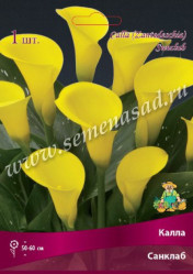 Калла Санклаб (Солн.сад)