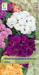 Примула махровая Розелла Микс 5шт. (комн.раст.) (Поиск)