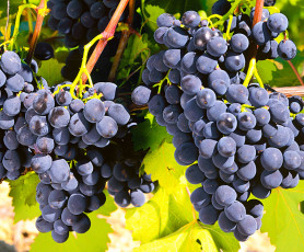 Виноград Рошфор Поиск