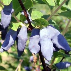 Жимолость съедоб. Бакчарский великан Поиск