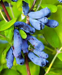 Жимолость съедоб. Дочь Великана Поиск