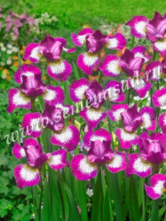 Ирис сибирский Карриер (1шт./уп.) (Солн.сад)