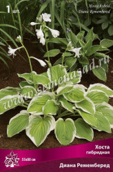 Хоста гибр. Диана Ремемберед (1шт./уп.) (Солн.сад)