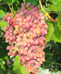 Виноград Подарок Магарача Поиск