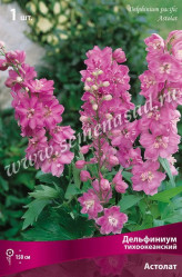 Дельфиниум тихоокеанский Астолат (1шт./уп.) (Солн.сад)