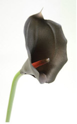 Калла одиночная бордовая, h=70 см (CH07700312-Burgundy) 16-0021