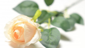 Роза одиночная персиковая, h=78 см (PFH13053-30 BB639) 16-0080