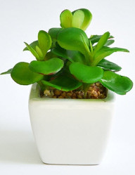 Суккулент Толстянка в керамическом кашпо, h=14 см (CH06700606 - Green) 16-0111