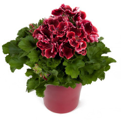 Пеларгония королевская Elegance Adele (борд.) (P12)