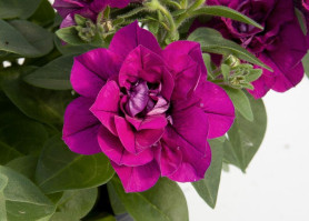 Петуния Sweet Sunshine Magenta (мах. розов.с бел.) (P9)